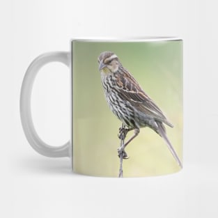 Beautiful female Red Winged Blackbird in a field Mug